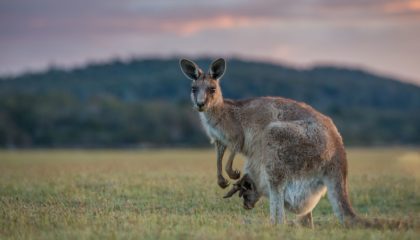 tour in tasmania package